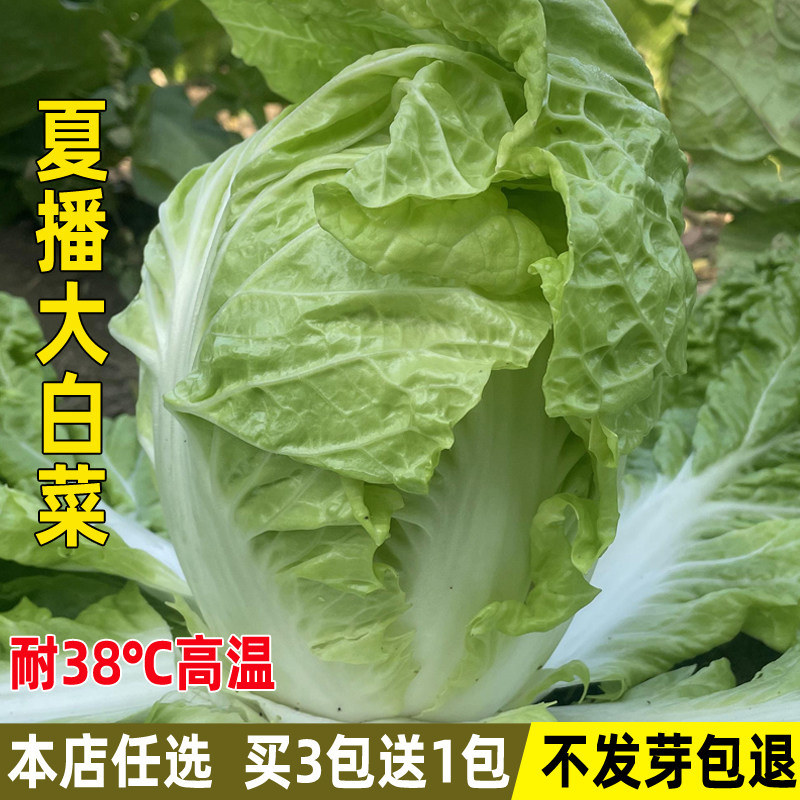 夏阳白菜种子夏季耐热50天白菜种籽夏天种秋季黄心白菜籽蔬菜种子
