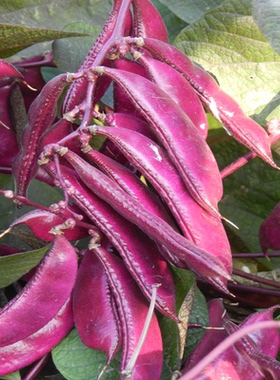 红眉豆种子摘不败紫扁豆种子豆角种籽阳台庭院春夏秋四季蔬菜种子