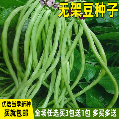 无架豆种子不搭架豇豆种四季易种