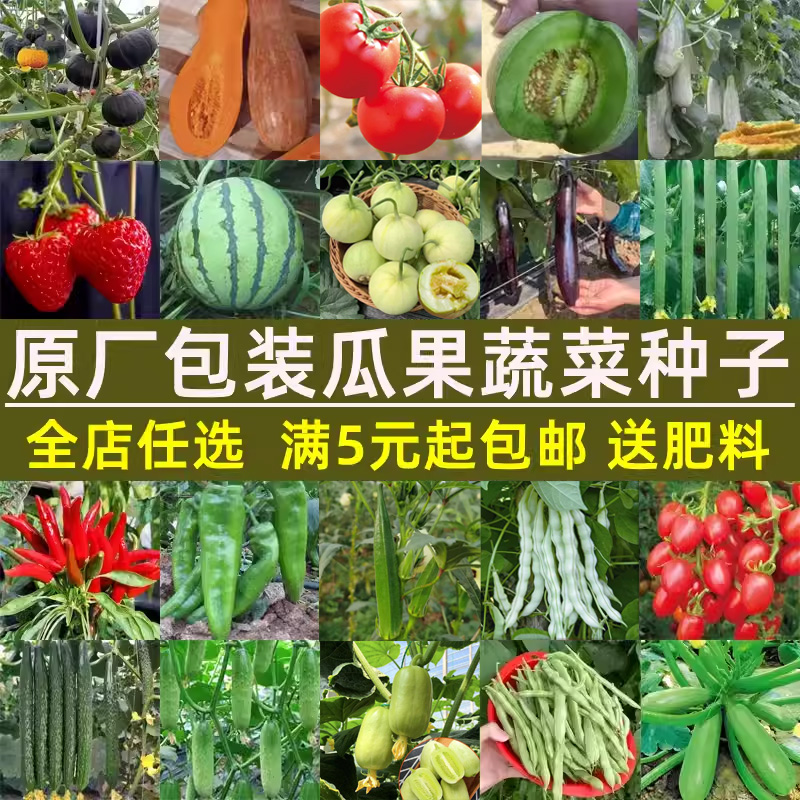 瓜果蔬菜种子夏季秋季菜园盆栽