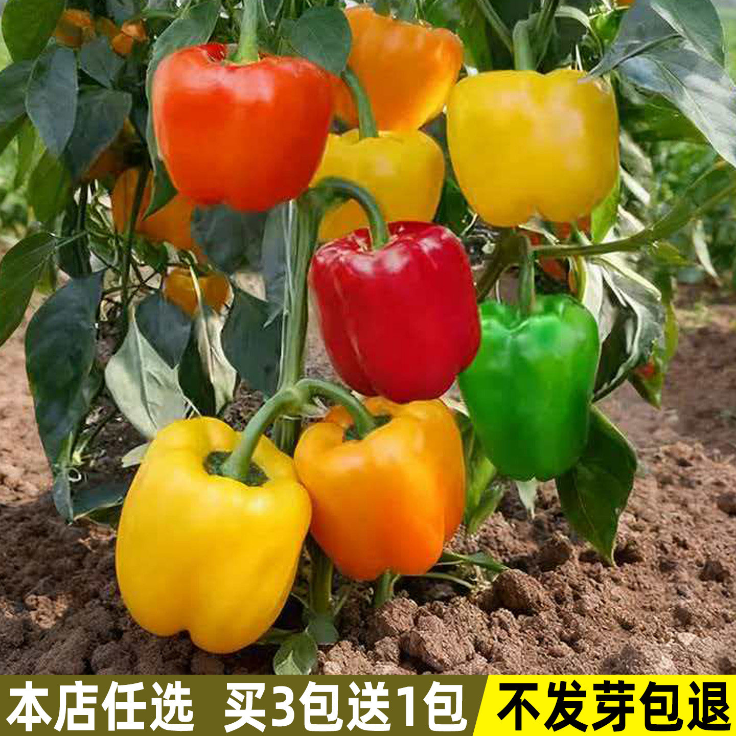 五彩甜椒种子红黄绿灯笼椒七彩椒图片