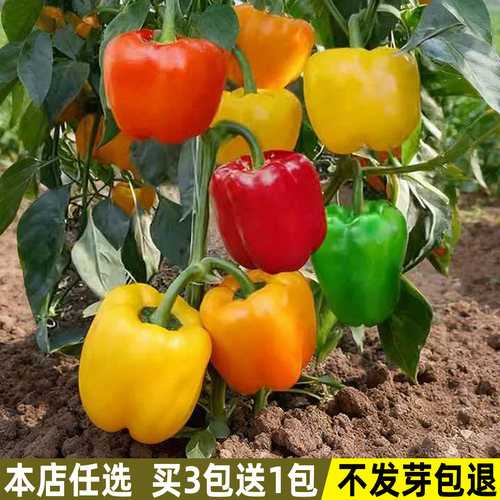 五彩甜椒种子红黄绿灯笼椒七彩椒