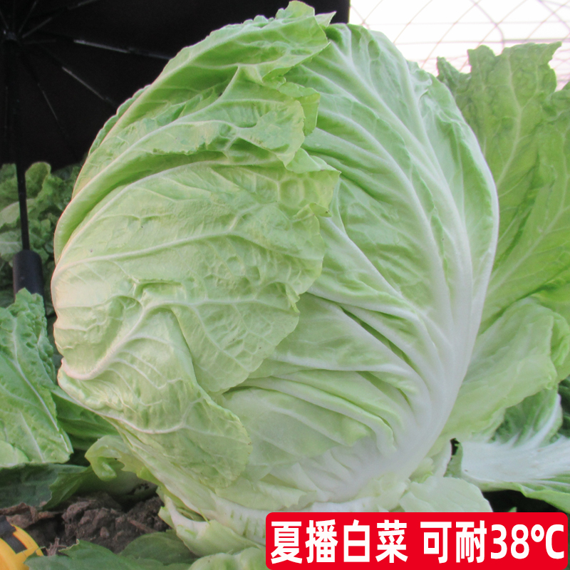 夏阳白菜种子耐热大白菜种籽夏季白菜籽夏天秋季冬季农家蔬菜种子