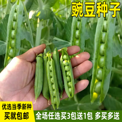 甜脆豌豆种子青豌豆种籽