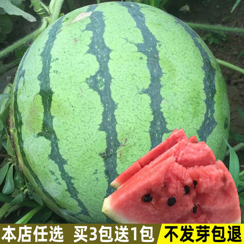 8424冰糖麒麟西瓜种子皮薄甜脆