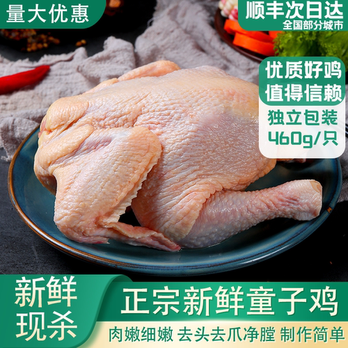 新鲜童子鸡西装鸡三黄鸡顺丰包邮