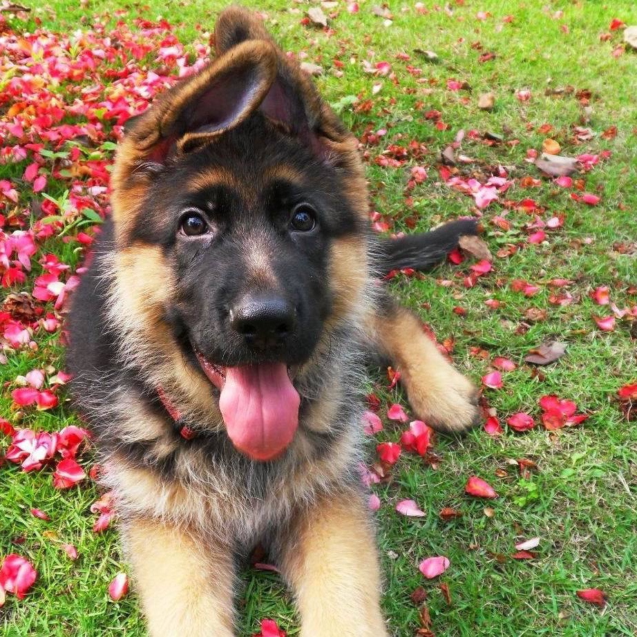 德牧幼犬活体德牧纯种活体牧羊犬幼犬警犬幼犬