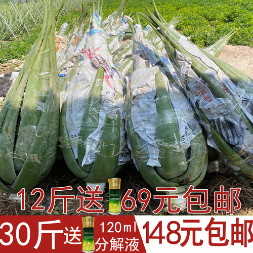 美国美容院灌肤专用新鲜芦荟盆栽