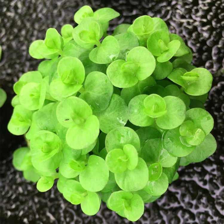 绿金钱绿波雪花坨草合集简单耐活鱼缸水草植物真草造景阴性草