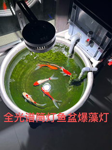 老北京鱼盆晒台灯 金鱼爆苔灯 晒苔灯 高效晒苔 爆藻灯鱼缸爆苔灯