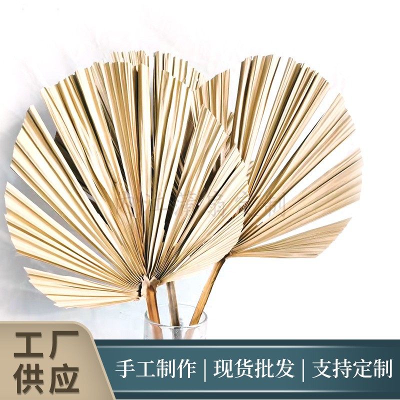 厂家供应棕榈叶植物干花蒲葵叶济公扇造型婚庆拱门橱窗挂壁装饰