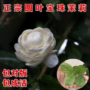 正品重瓣圆叶宝珠茉莉花苗绿植 阳台庭院芳香浓郁宝珠小荷花盆栽