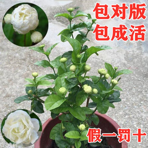 正宗虎头茉莉盆栽芳香浓郁花期长