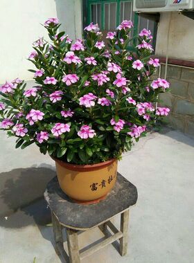 长春花五叶梅盆栽日日樱花苗阳台庭院客厅四季开花日日开易养易活