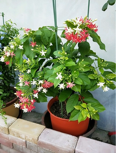 使君子盆栽花苗藤类攀爬植物室内外花卉阳台庭院水君子爬藤植物苗