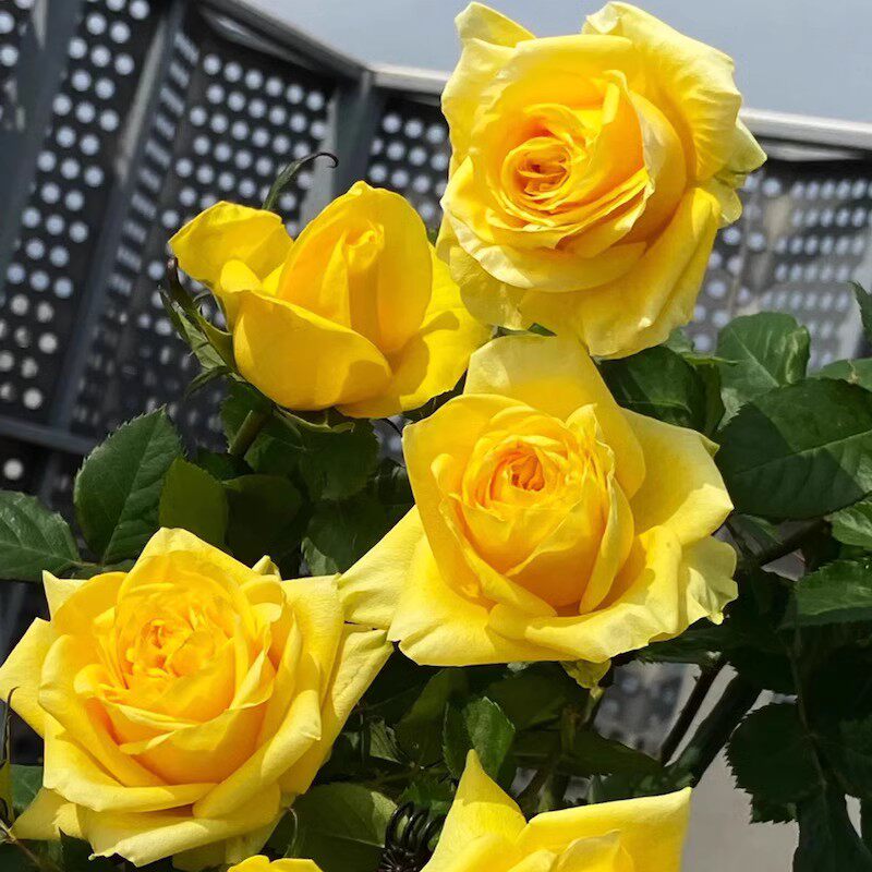 苏格兰黄油玫瑰花月季花苗浓香切花盆栽四季灌木庭院阳台花驱蚊虫