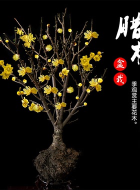 素心腊梅盆栽老桩植物冬季开花
