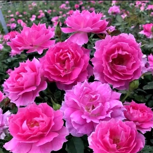 大花浓香天方夜谭月季花苗玫瑰