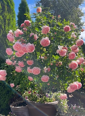 浓香灌木月季花苗阳台庭院大型切花玫瑰盆栽大花重瓣耐寒