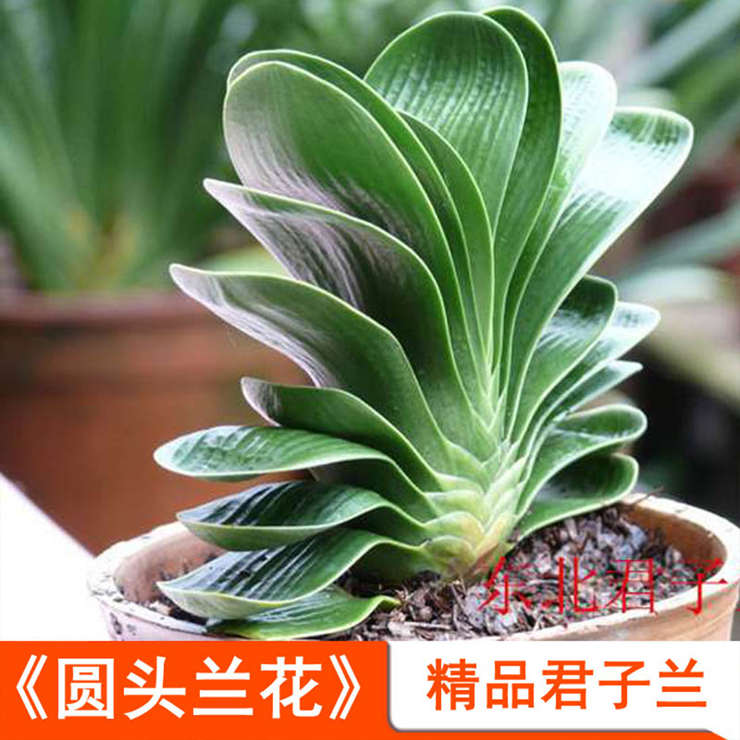 君子兰盆栽精品绿植花卉兰花室内