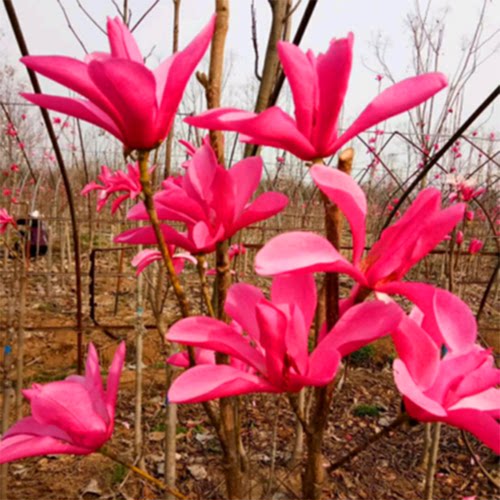 玉兰花树苗带花苞紫玉兰矮化盆栽