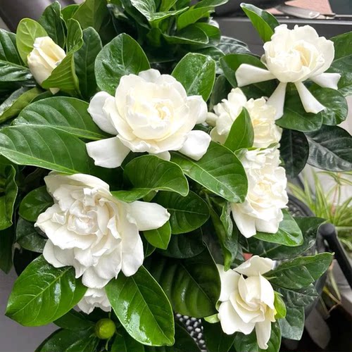 大叶牡丹栀子花盆栽独杆栀子花苗