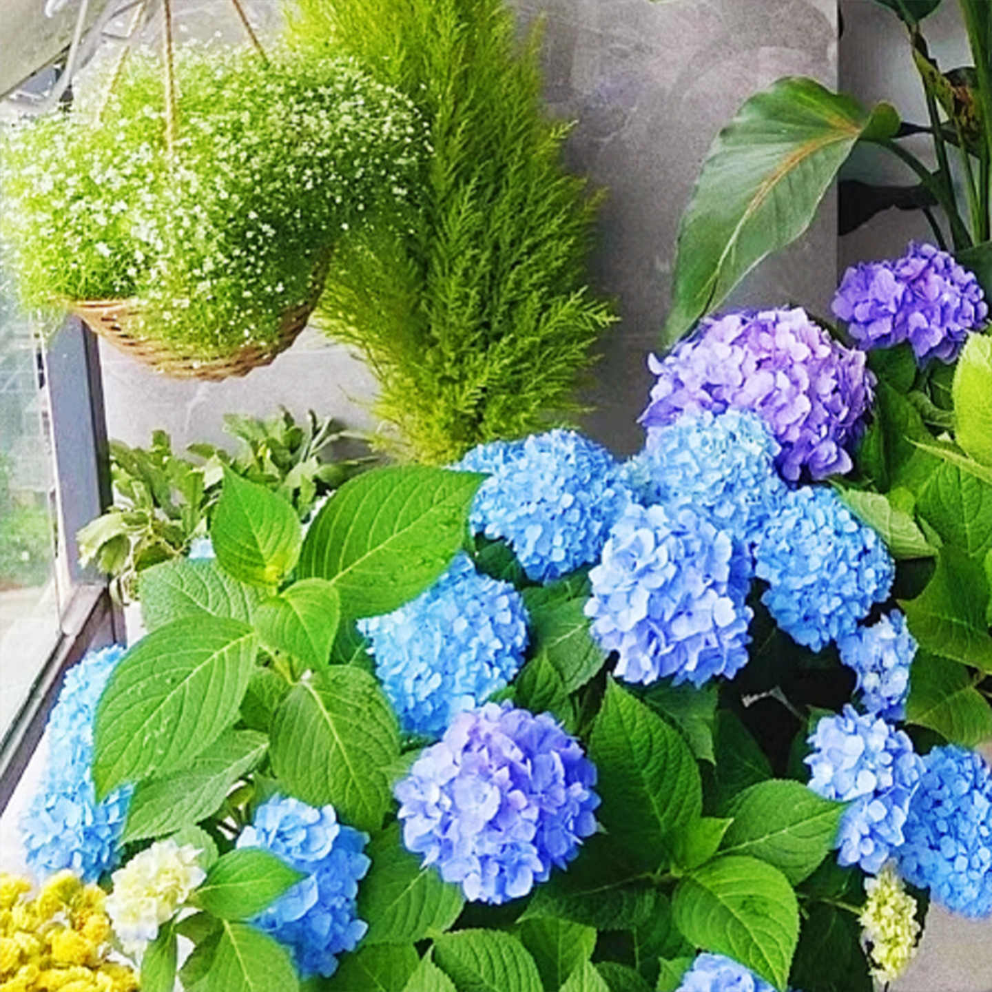 大花无尽夏绣球花苗盆栽老桩浓香