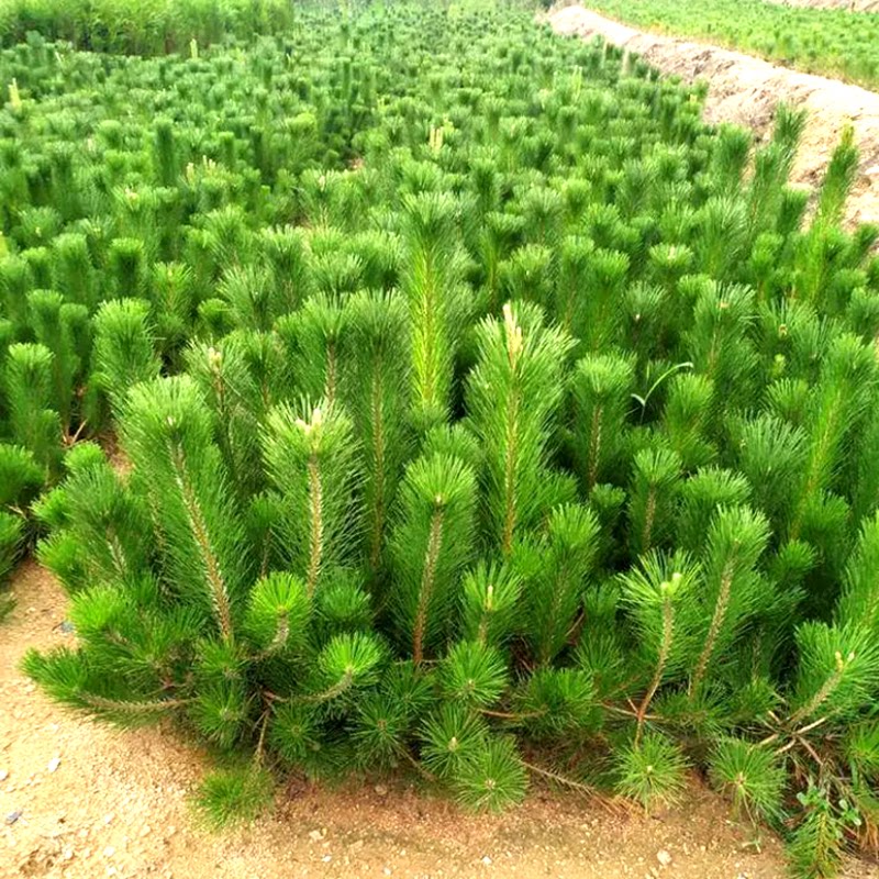 松树黑松小苗庭院黑松苗黑松树苗四季常青盆景植物松树苗绿化苗木