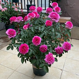 大花浓香天方夜谭月季花苗玫瑰花苗庭院阳台四季盆栽多季开花植物
