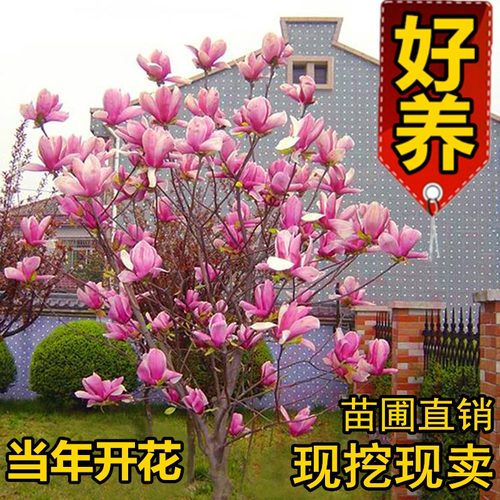 大型盆栽树木价格 大型盆栽树木图片 星期三