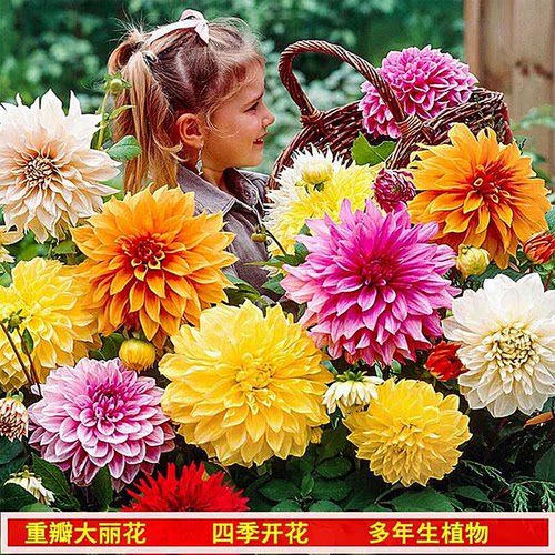 重瓣大丽花种球根进口大丽菊