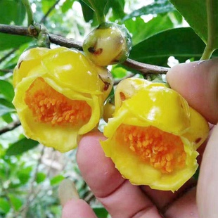 名贵金茶花苗带花苞邮 广西防城金花茶稀有树苗带花苞金花茶盆栽