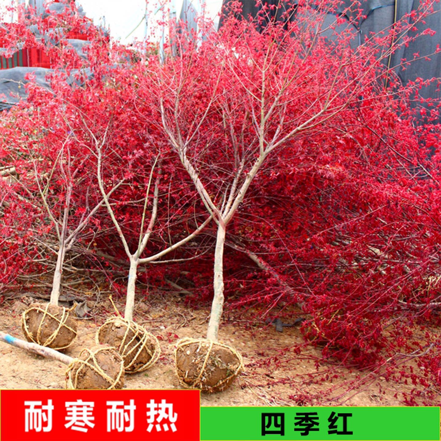 四季红枫树苗盆栽日本红舞姬枫树图片