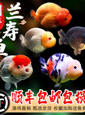 国粹冷水金鱼精品兰寿观赏鱼蛋种金鱼淡水冷水好养耐活观赏鱼包邮