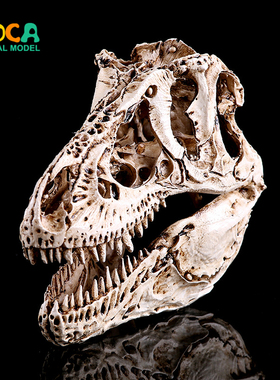 树脂工艺品书房摆件树脂骷髅头白色霸王龙头骨恐龙标本 KLGT010