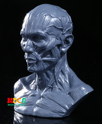 美术写生仿真男性人体骷髅头部