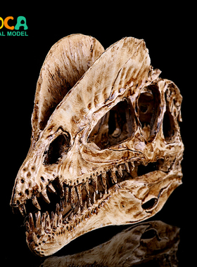双冠龙恐龙头骨树脂骷髅头工艺品展览用模型居家摆件 KLGT007
