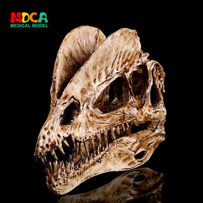 双冠龙恐龙头骨模型摆件