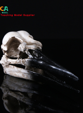 恐龙鸟头骨树脂骷髅头树脂工艺品居家摆件动物头骨研究 KLGT004
