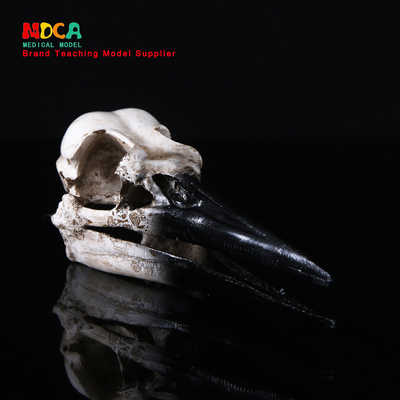 恐龙鸟树脂骷髅头动物头骨