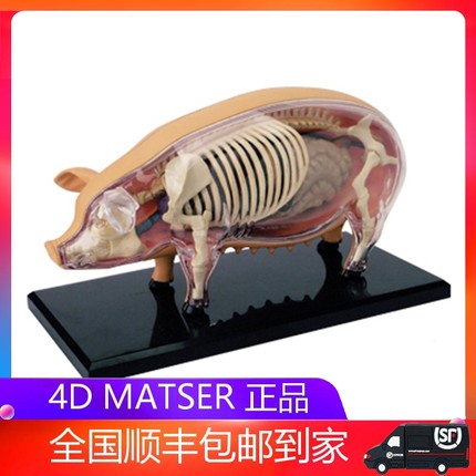 4D MASTER猪模型仿真动物生物器官解剖医学用教学益智拼装玩具