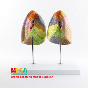 人体肺部解剖结构模型彩色肺功能区医学教学内脏器官道具