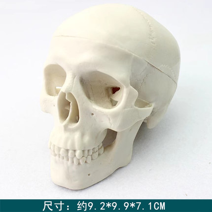 人体迷你小头骨模型医学艺用美术素描可拆卸解剖头颅骨骷髅头道具