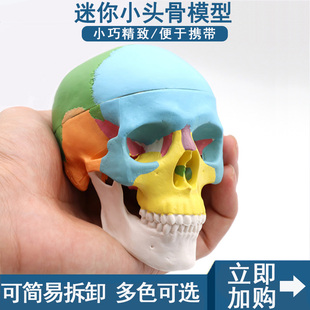 人体仿真彩色迷你头骨模型可拆3部件颅骨解剖医学口腔牙科教学用
