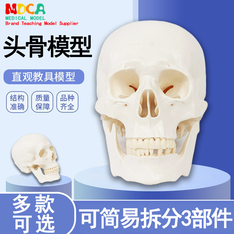 1:1标准仿真人体头骨头颅解剖模型医学骨骼艺用标本可拆卸牙齿