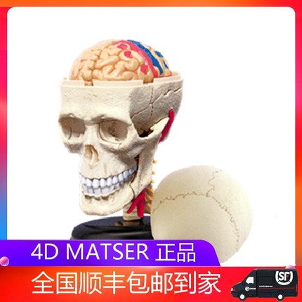4D MASTER人体头骨头颅器官解剖模型益智拼装玩具医学DIY科普用具