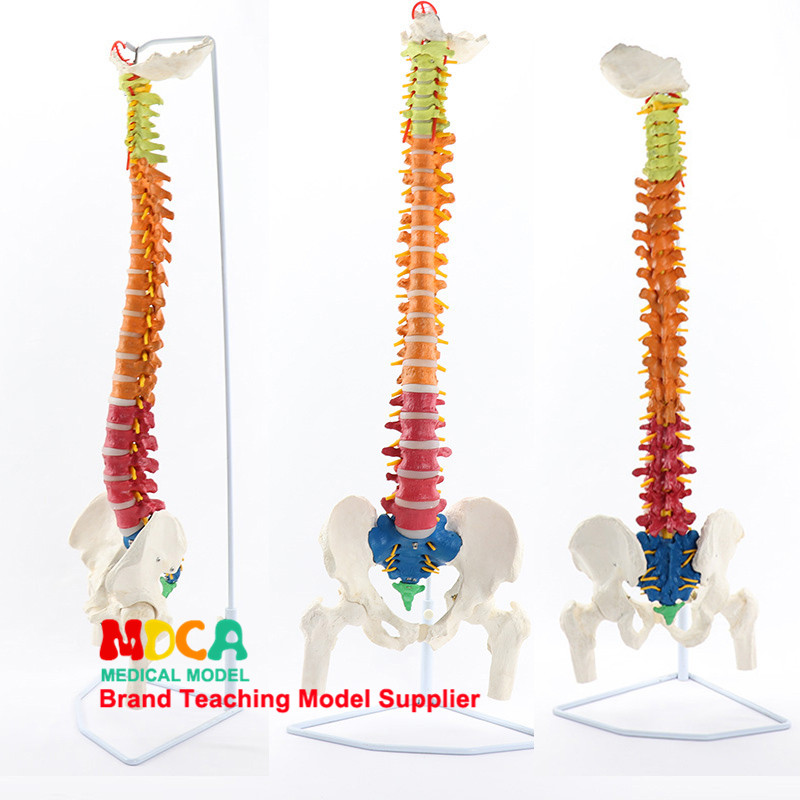 人体彩色脊椎模型盆骨股骨尾骨脊柱骨骼腰椎颈椎正骨医用教学用具,玩具/童车/益智/积木/模型,其他模型玩具,淘宝优惠券,粉丝福利购,淘宝优惠卷