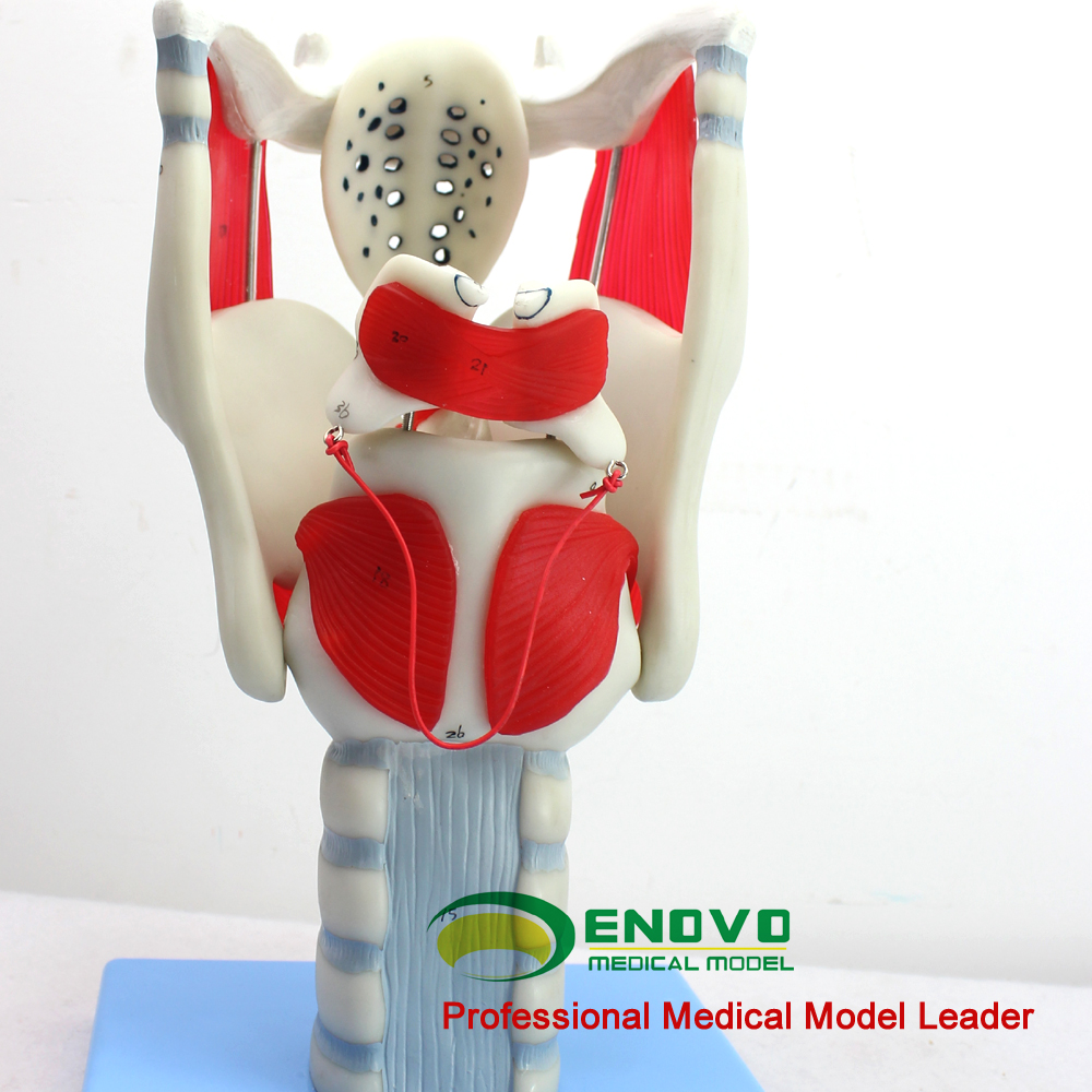 咽喉结构与功能放大模型ENOVO颐诺 耳鼻喉科五官科喉解声乐教学