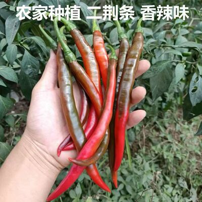 农家新鲜现摘乌红色辣椒二荆条红线椒酱紫色泡酸辣椒泡菜专用微辣