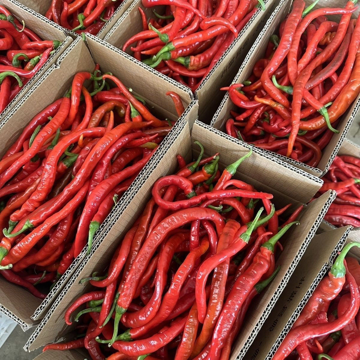 农家新鲜现摘红辣椒红尖椒二荆条微辣泡椒剁椒酱辣椒酱螺丝线辣椒